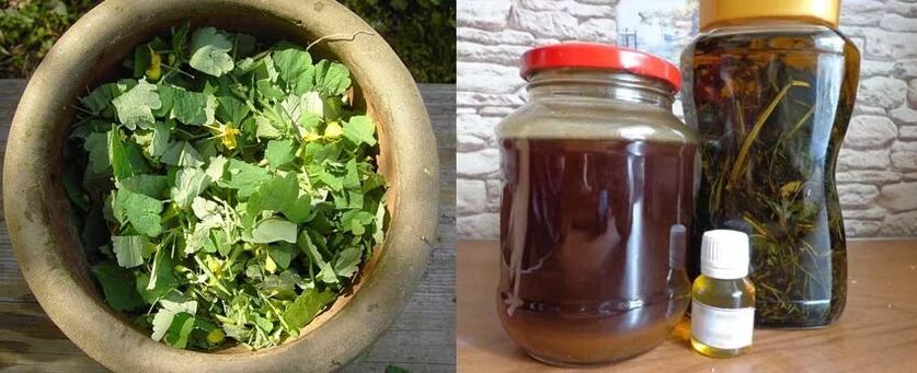 Preparação de suco curativo de celidônia para uso posterior na luta contra fungos nas unhas